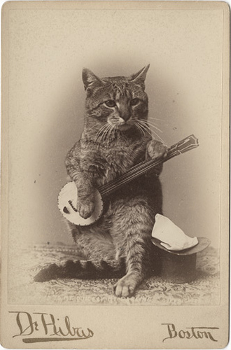 Banjo cat