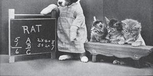 Dog and kittens staged in classroom