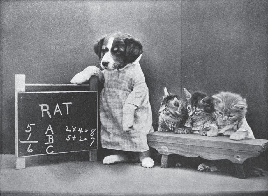 Dog and kittens staged in classroom