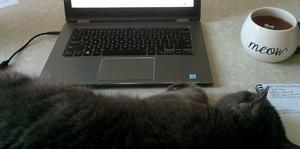 Cat and laptop