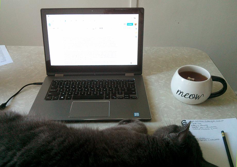 Cat and laptop
