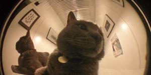 Fisheye photo of cats