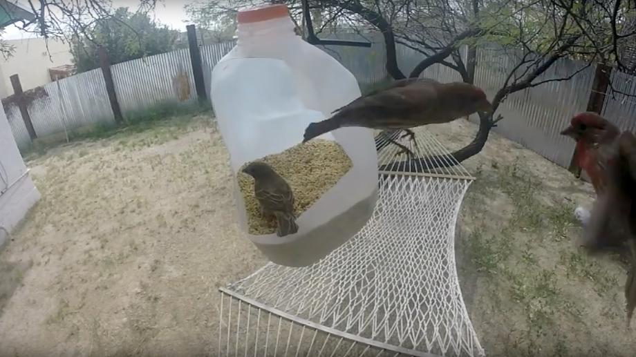 Bird feeder