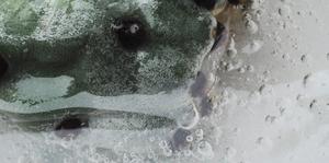 Cactus in ice