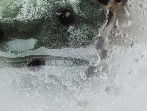 Cactus in ice