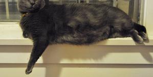 Gray cat on windowsill