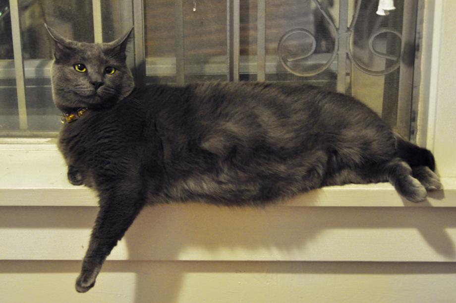 Gray cat on windowsill