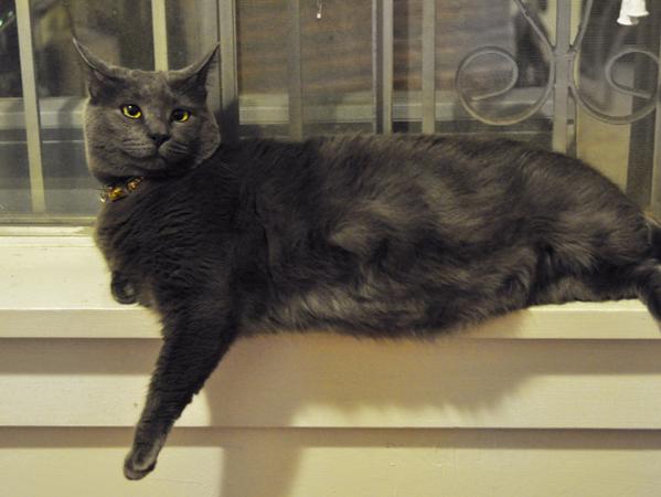 Gray cat on windowsill