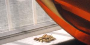Seeds on windowsill