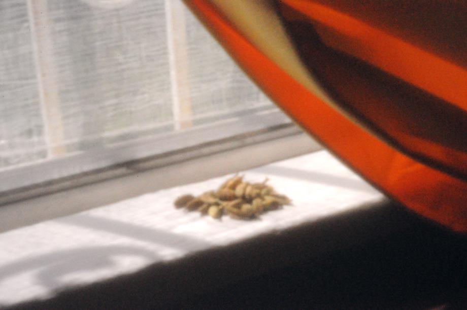 Seeds on windowsill