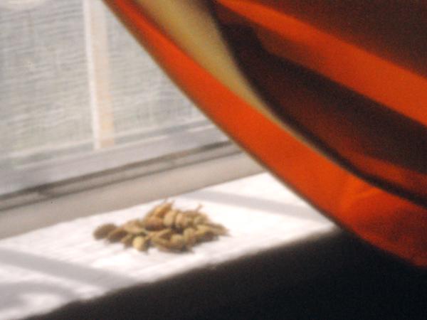 Seeds on windowsill