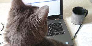Cat and laptop