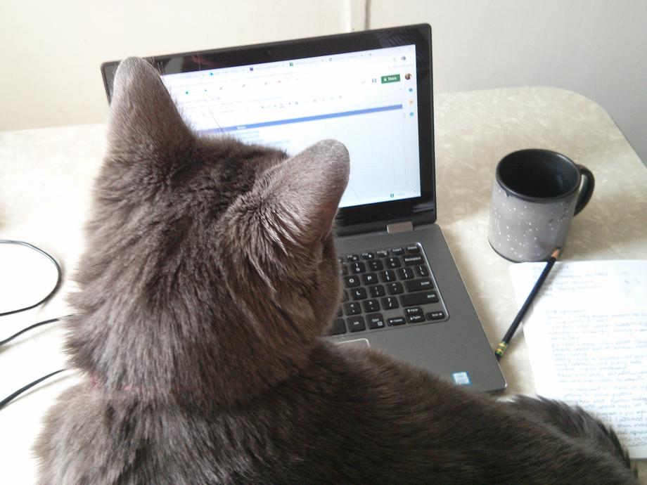 Cat and laptop